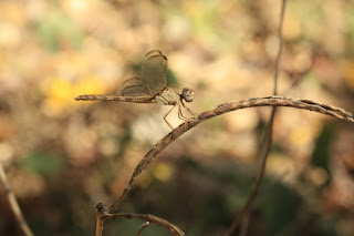 wildlife photography in Laguna de Apoyo