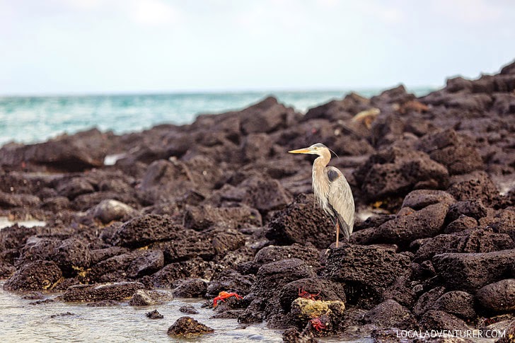 Great Blue Herons - Galapagos Birds.