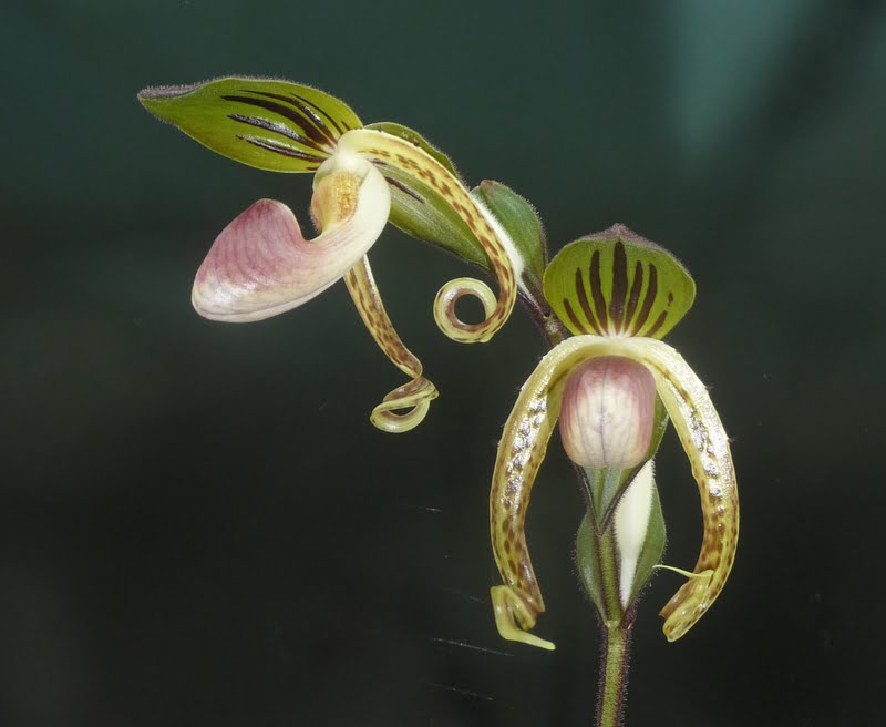 Paphiopedilum gigantifolium P1160935