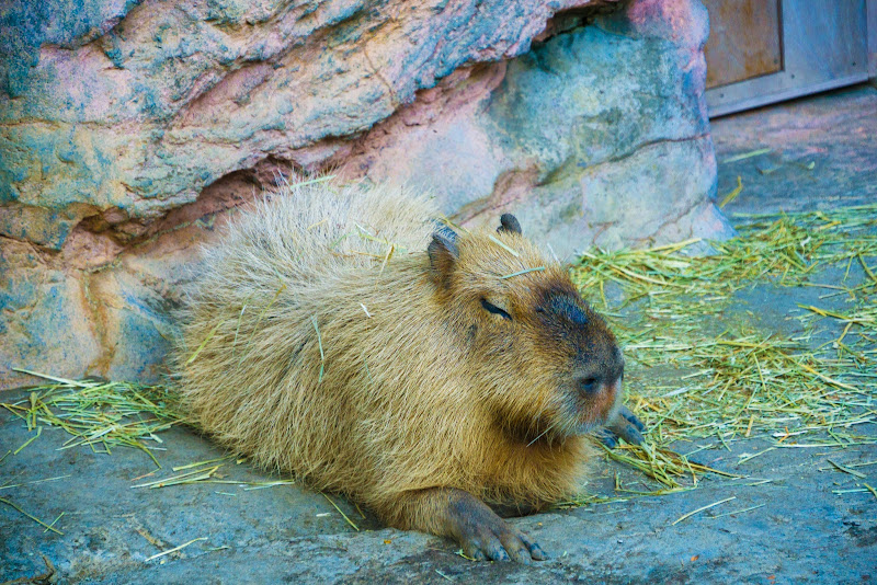 アクアワールド大洗水族館 写真18