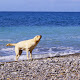 Labrador della Spippola | Allevamento con affisso del bosco retriever