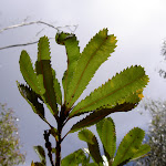 Banksia Leaves (28631)