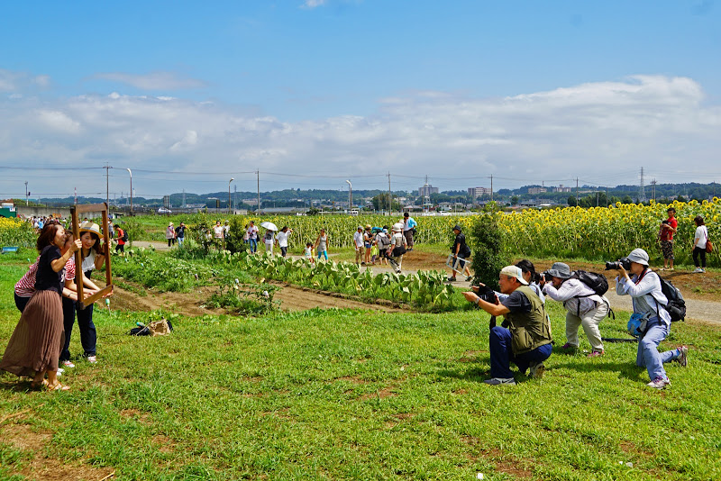 座間 ひまわりまつり 写真7