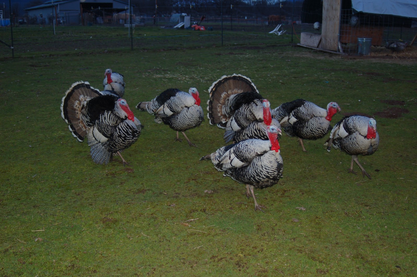 Life with little sprouts farm heritage turkeys start laying eggs 