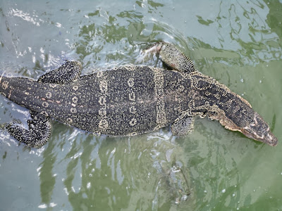 Майский Тай (Бангкок-Самуи-Тао)