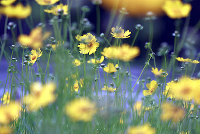Most beautiful spring flowers ~ Love-sepphoras