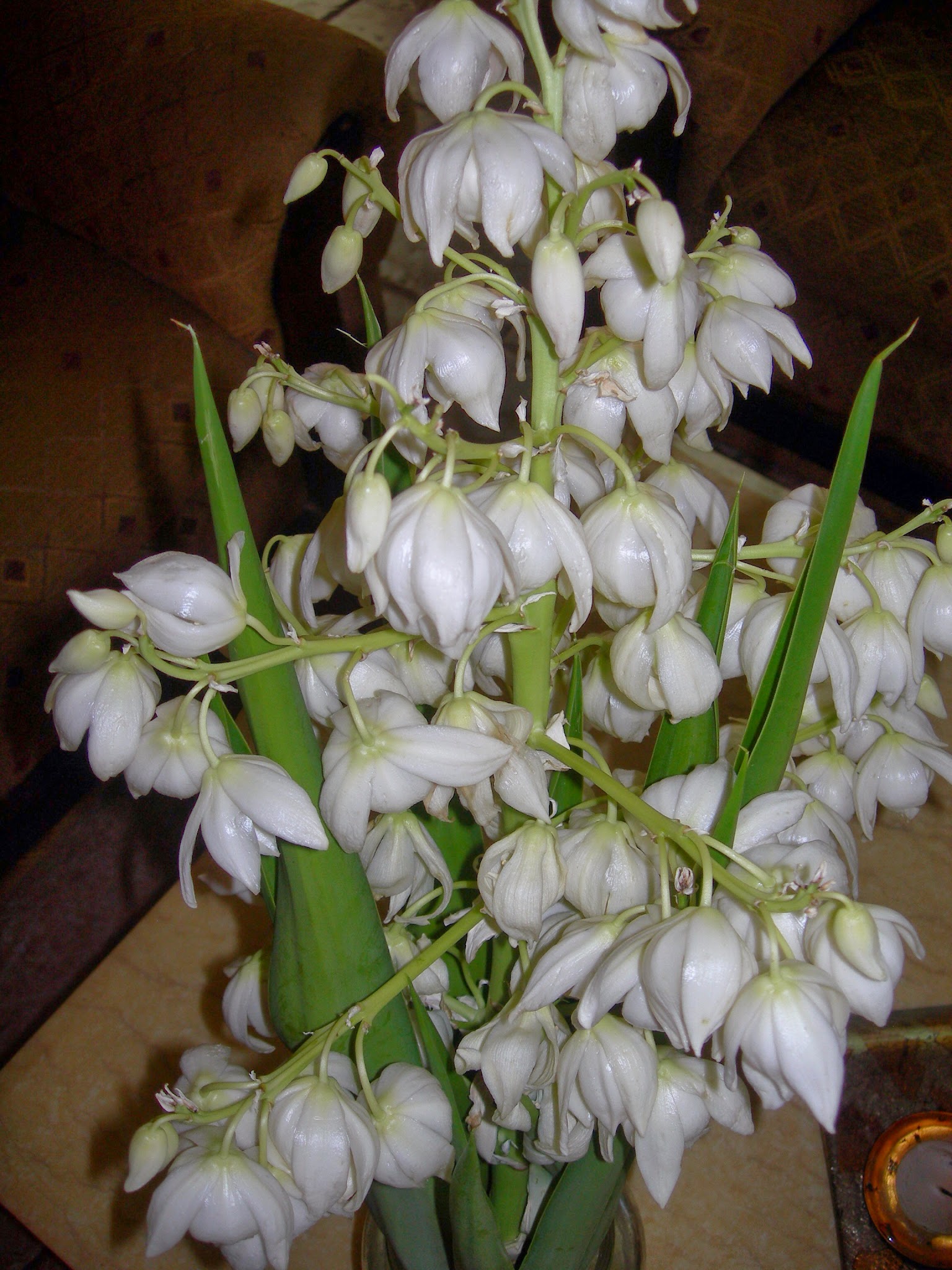 Flor De Itabo Yucca Flower