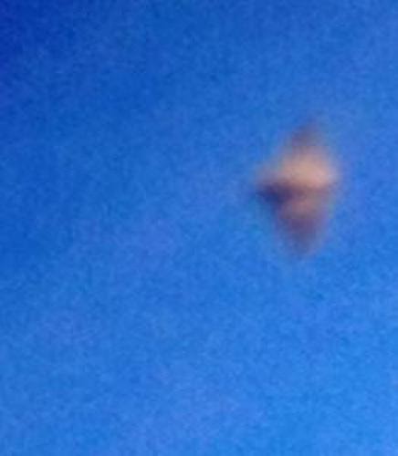 Photos Possible 1St Images Of A Flying Ray
