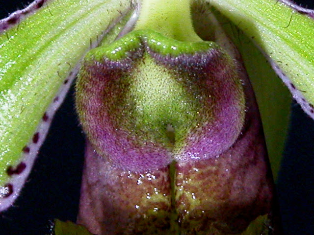 Paphiopedilum volonteanum DSCN0147