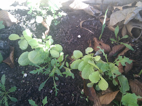 Row of small light green winter lettuce seedlings, with some dark green rocket seedlings