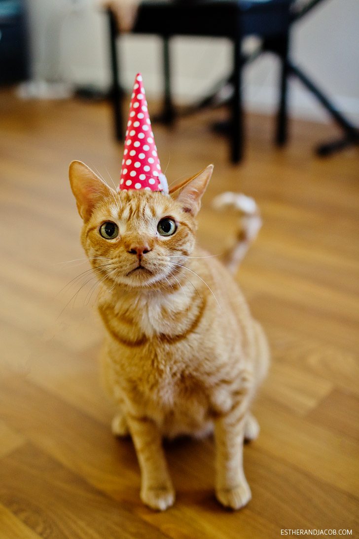 A Cat Birthday Celebration - A Cat in a Birthday Hat.
