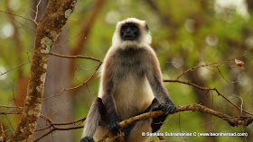 Hanuman Langaur at Nagarhole National Park - 1