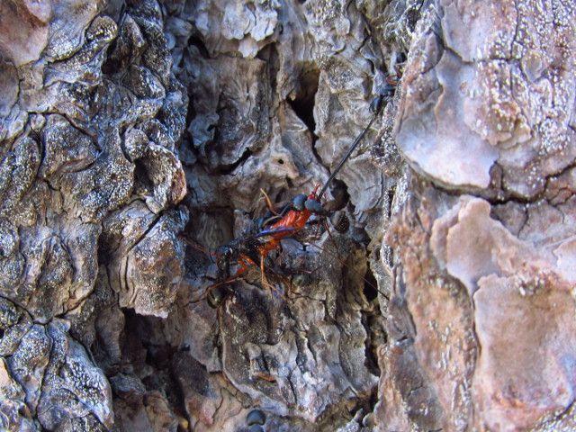 ants killing a wasp