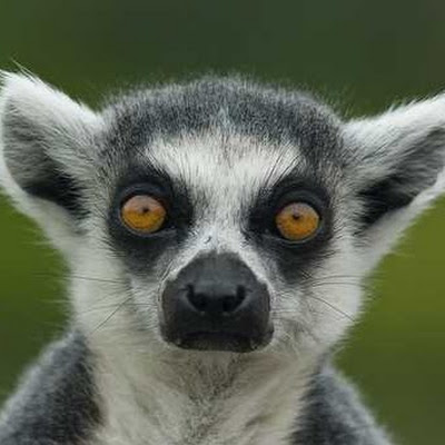 Lemur profile image