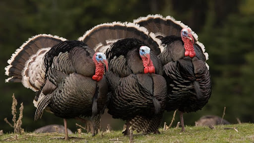 Male Wild Turkeys, Montana.jpg