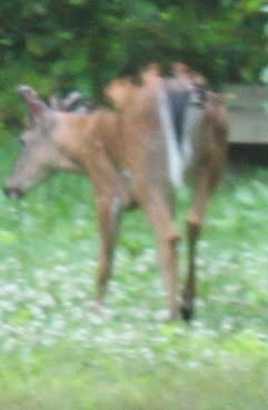 IMG_2102.JPG