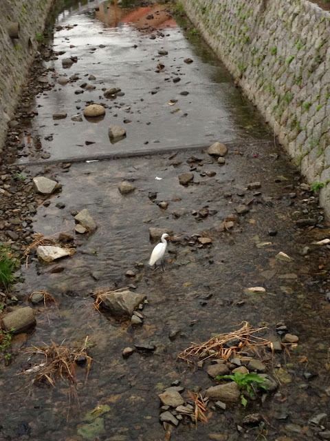 吉田川のシラサギ