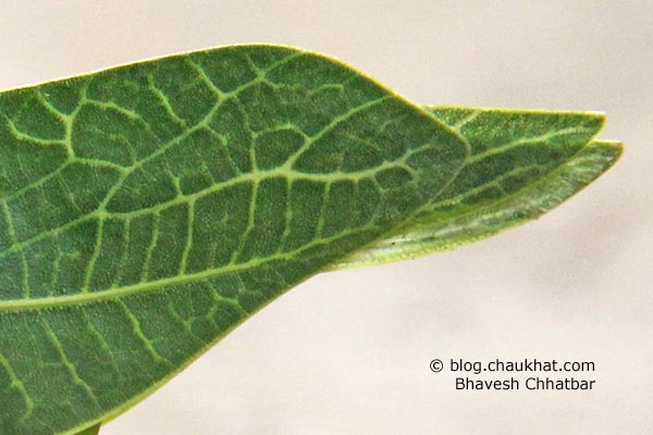 Tail of a Green Leaf Grasshopper in simple language. Greater Anglewing Katydid is the real name. Microcentrum rhombifolium is the scientific name. Phylloptera rhombifolia, Orophus rhombifolia, Microcentrum affiliatum Scudder are the synonyms. Tettigoniidae is the species family name.