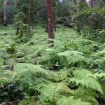 The Rosemead trail goes through dense fern forest (4999)