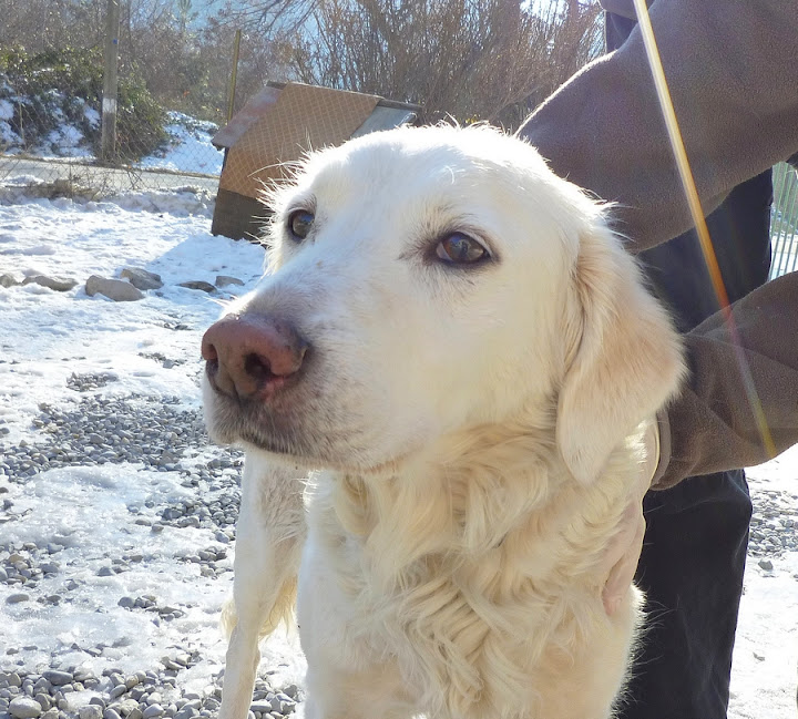 Aidez la   ZOE x labrador 12 ans - Refuge de Digne (04) ZOE%252014%252002%252002012%25205