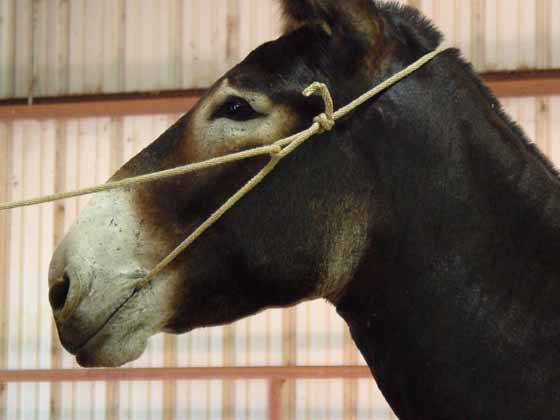 Suggested positioning of the rope war bridle on the donkey. Note the rope passes through the mouth and the end of the loop is at the base of the ear.