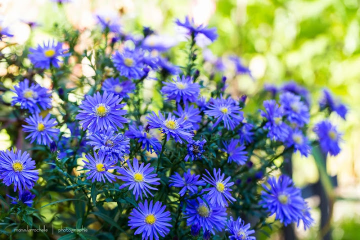 Aster (ou Symphyotrichum) dumosus Violet Carpet ( novi-belgii )  Aster-violet-carpet-130924-153rm