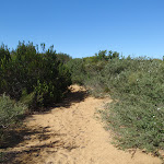 Cape Bailey track Sth of Tabbigai Gap (75579)