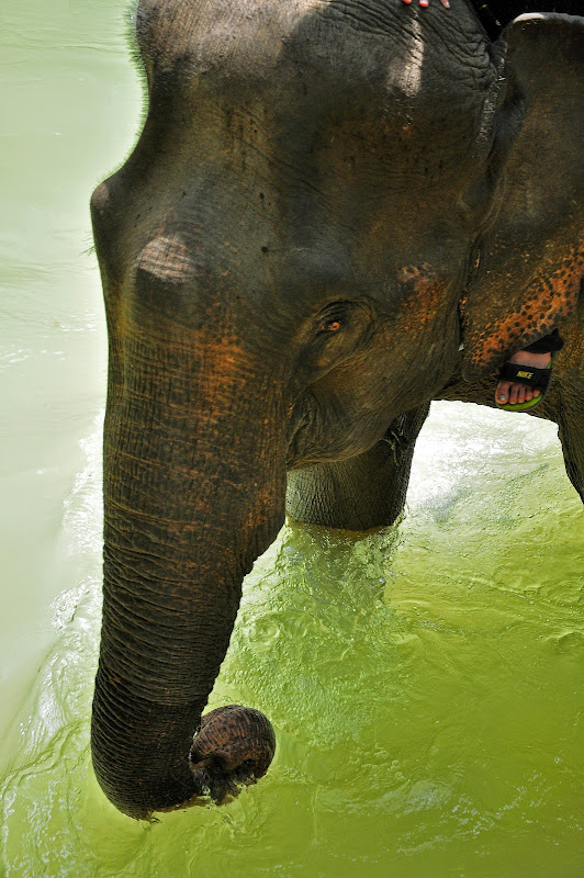 TAILANDIA A LAOS POR EL MEKONG Y LA ISLA ELEFANTE - Blogs de Tailandia - CATORCE: waterfalls y billetes anticipados (7)