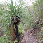 Grass tree next to track to Red Hands Cave (145674)