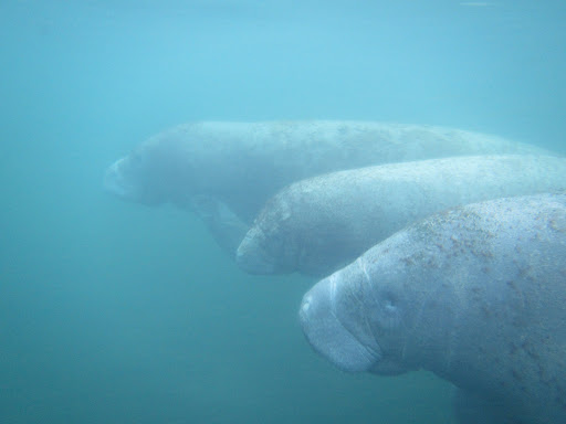 Tourist Attraction «Fun 2 Dive - Swim with Manatees», reviews and photos, 135 NE 3rd St, Crystal River, FL 34429, USA