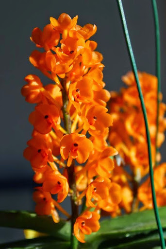 Vanda (Ascocentrum) miniata IMG_0758