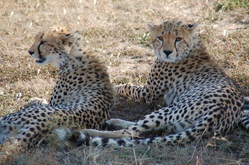 El zoo más grande del mundo - Kenya (2009) - Blogs de Kenia - Maasai Mara (27-29 de junio de 2009) (15)