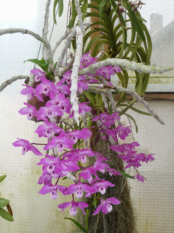 Dendrobium parishii P1190476