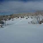 Snowshoe tracks (301699)