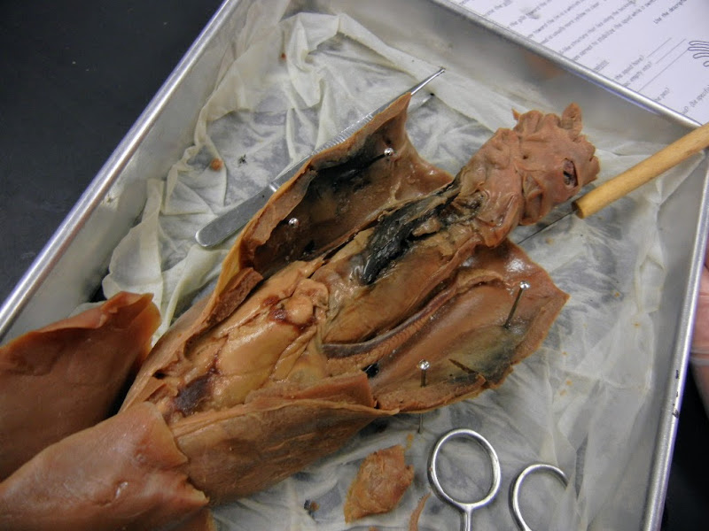 Virtual Squid Dissection