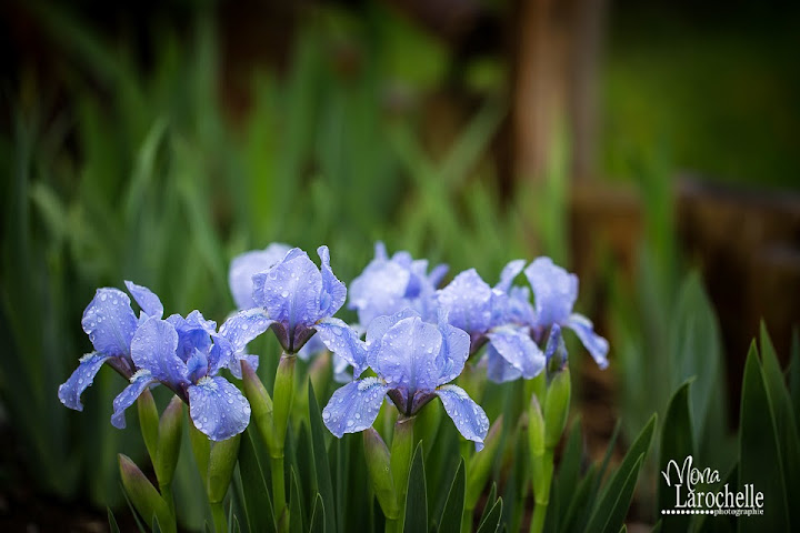 Iris pumila Blue Denim Iris-pumila-blue-denim-140527-25rm