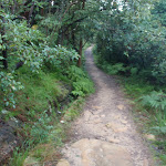 Track leading through the bush (278885)