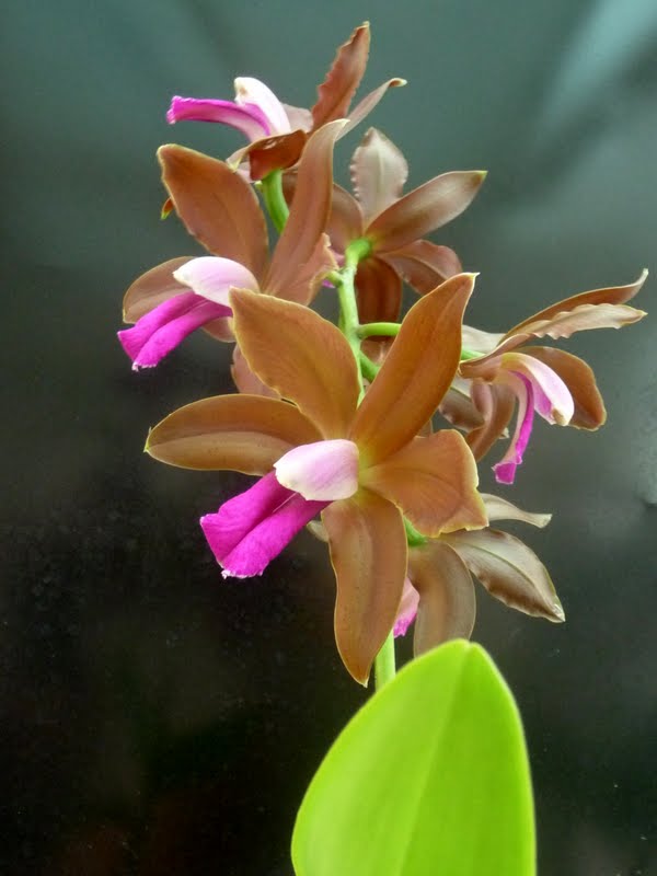 Cattleya bicolor subsp. brasiliensis P1170258