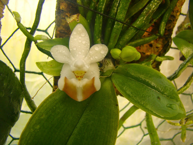 Phalaenopsis lobbii var vietnamensis DSC00807