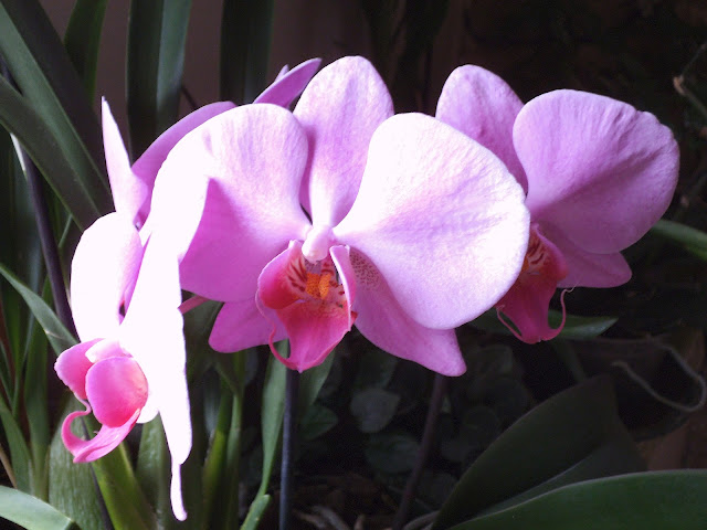 Mes orchidées DSCF0008