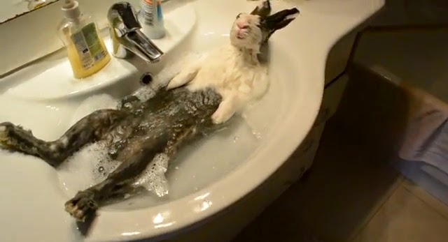 【動画】ウサギがおっさんみたいにお風呂を楽しんでる光景