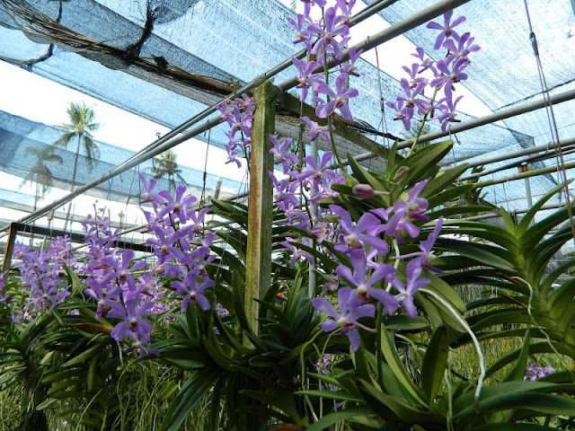 Орхидеи и прочая красота на о. Пхукет - Страница 16 DSCN0146