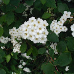 Spiraea vanhouttei