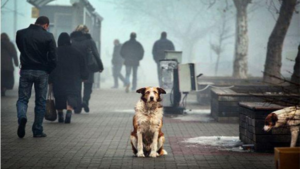 เยอรมนีมีการลดหย่อนภาษีหากเลี้ยงสุนัขจากสถานสงเคราะห์