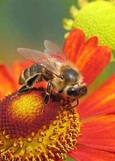 Bee