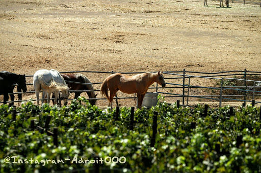 Winery «Malibu Wine Safaris», reviews and photos, 32111 Mulholland Hwy, Malibu, CA 90265, USA