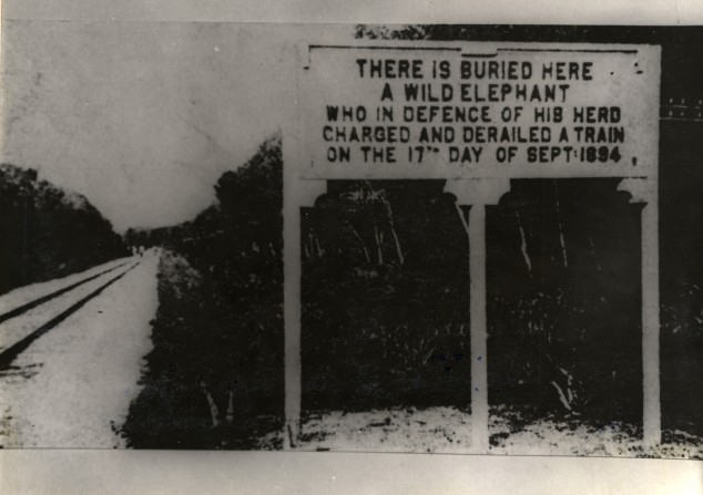 Commemorating-a-heroic-elephant-1894-634