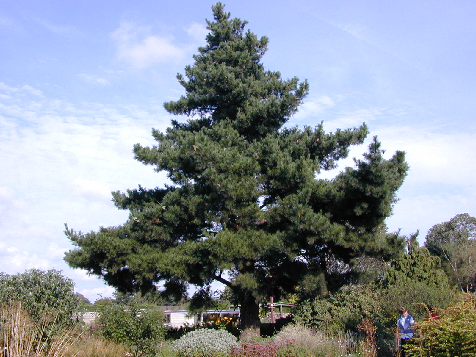 finger expiration Ripples Trees of Santa Cruz County: Pinus radiata - Monterey Pine