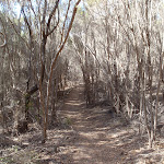 Track south of Kianiny lookout (102379)