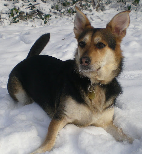 Photo de vos Corgi et autre chien a courtes pattes? Elly+19.01.2013+Andigny+%281%29